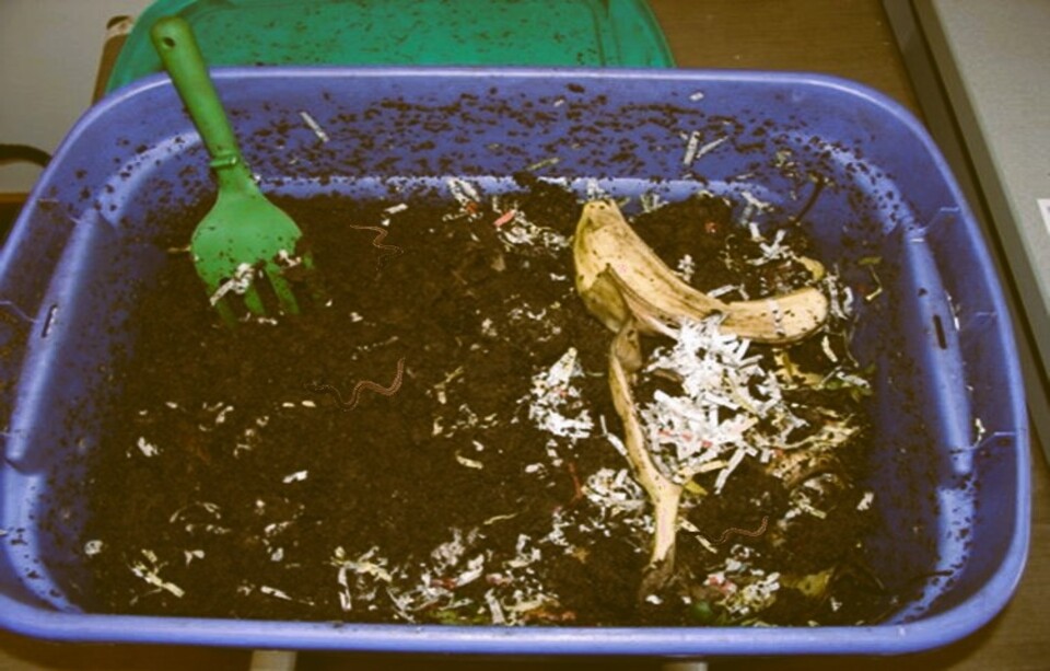 Indoor Worm Bins