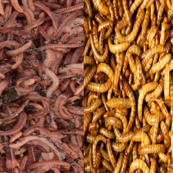 Reptile Bulk Treat Bundle 250 Nightcrawlers/500 Mealworms
