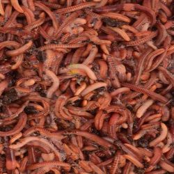Live Worms-European Nightcrawlers for Bait/Composting/Treats