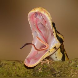 Misfit Farms Earthworm Feeder Treats