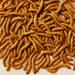 Live Worms-Mealworms