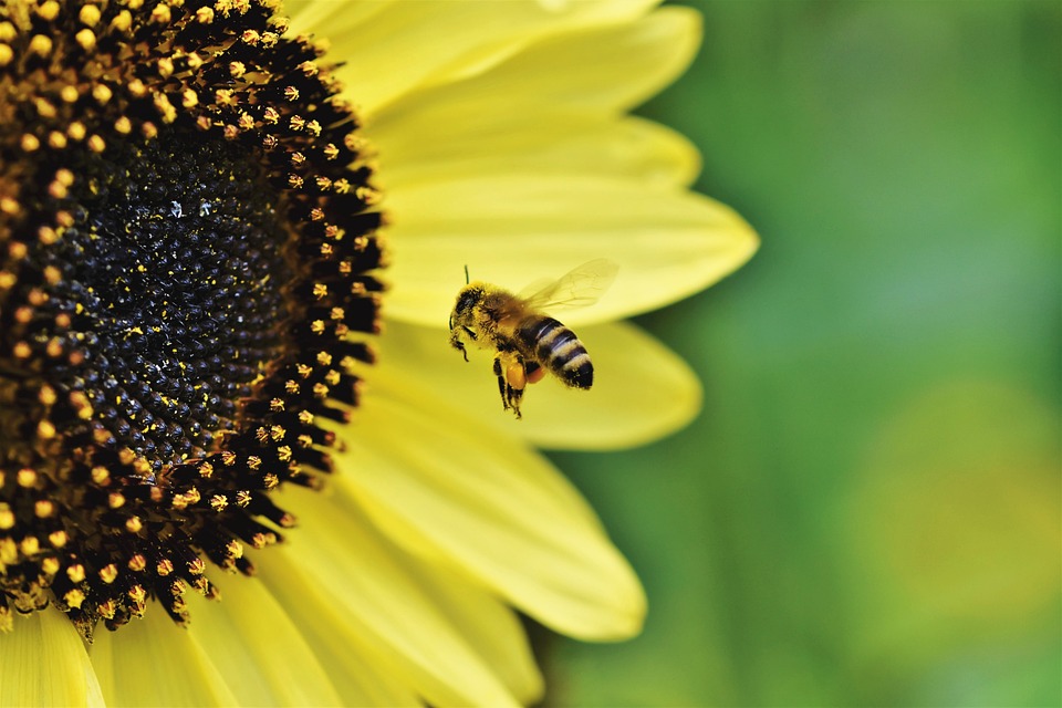 Sunflowers as a Trap Plant