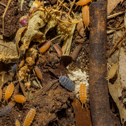 Isopods Porcellionides Pruinosus Powdered Mix