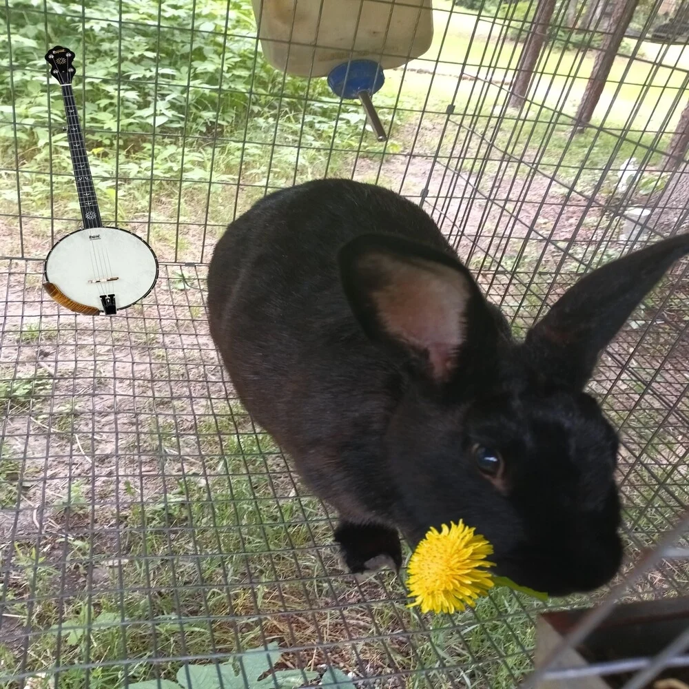 Hilarious Bunny Ballads!